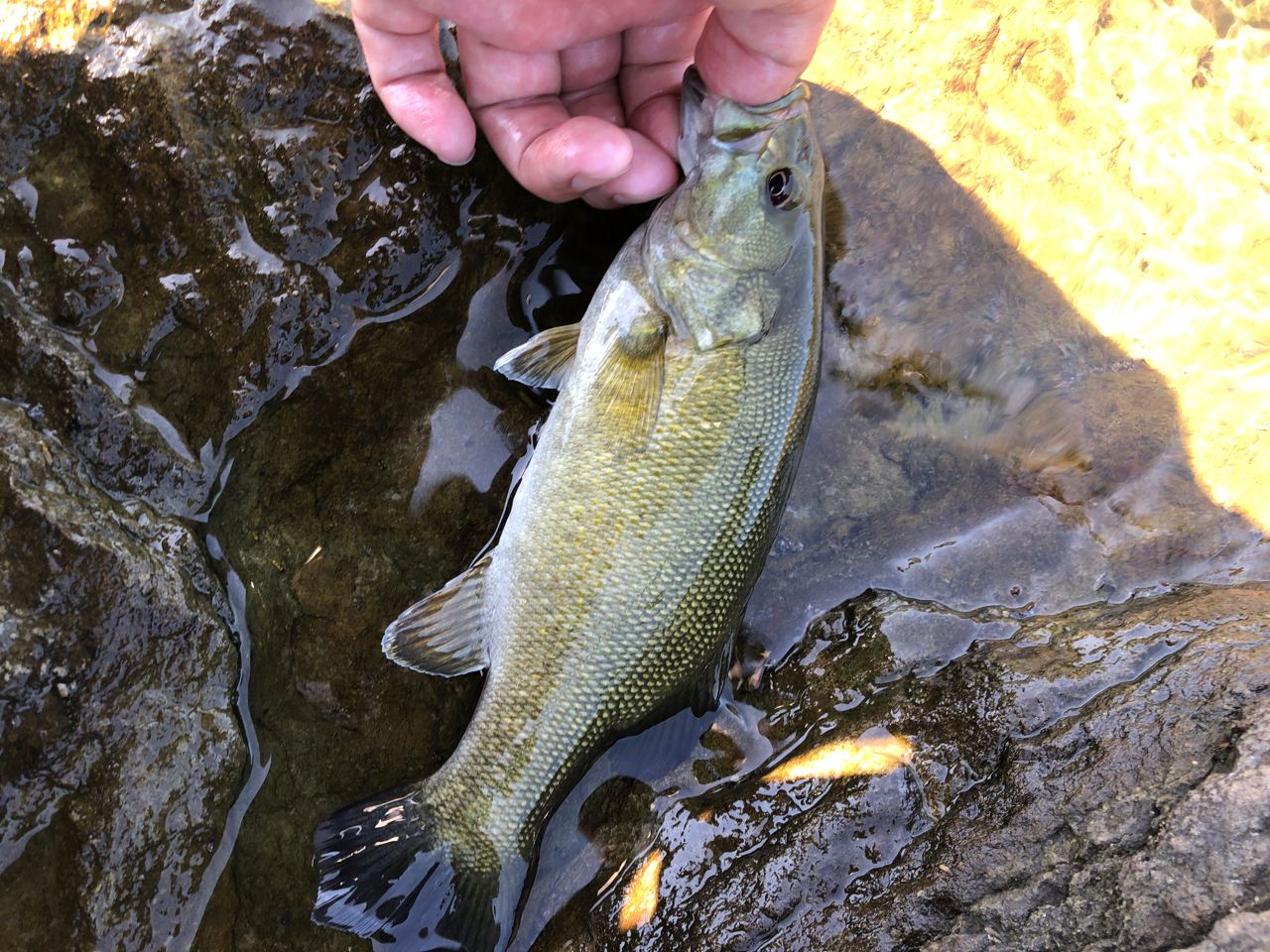 スモールマウスバス
