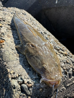 マゴチの釣果