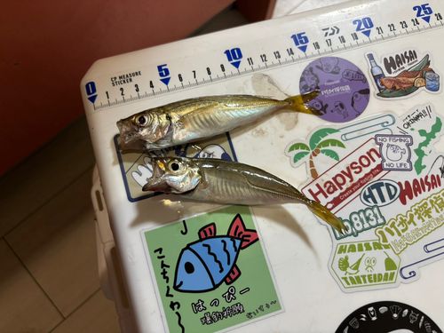 アジの釣果
