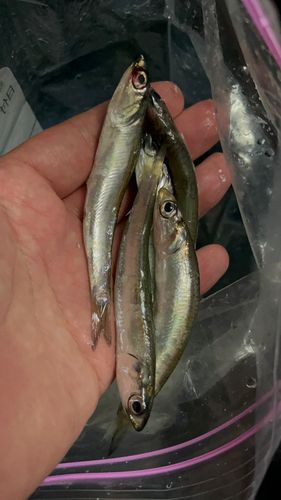 カタクチイワシの釣果