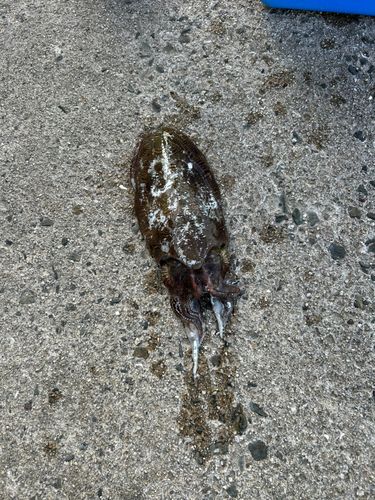 モンゴウイカの釣果