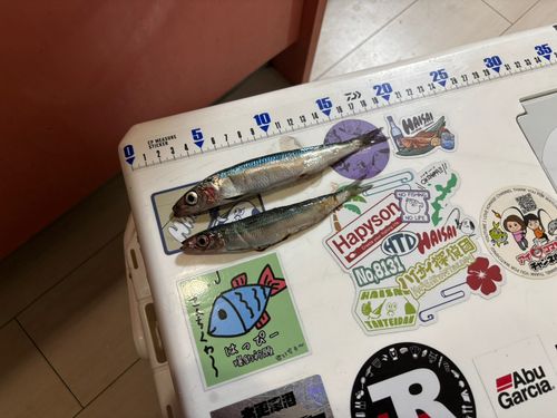 イワシの釣果