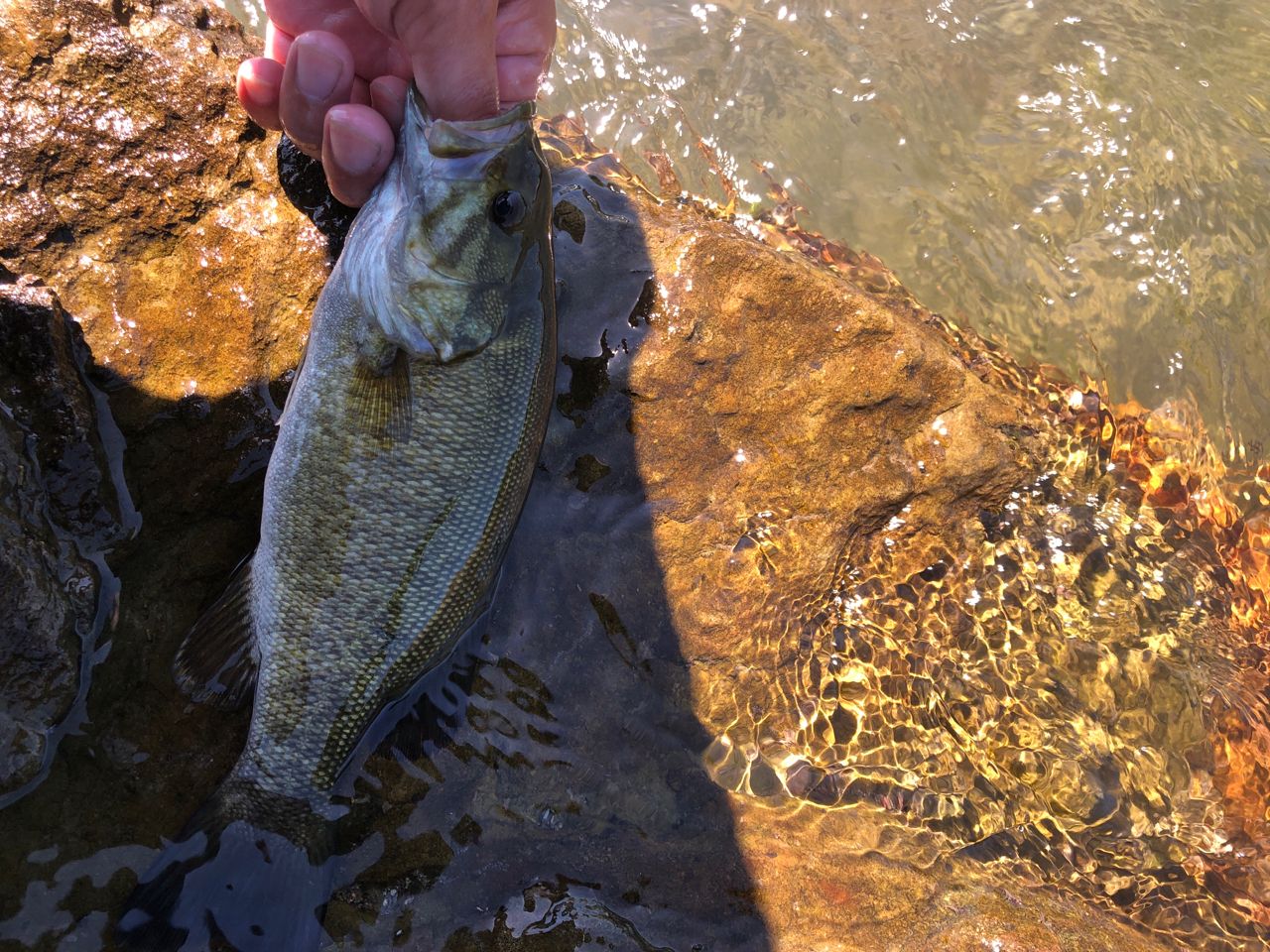 スモールマウスバス