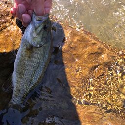 スモールマウスバス