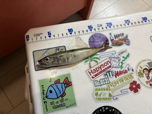 サバの釣果