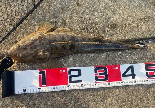 マゴチの釣果