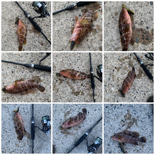 キジハタの釣果