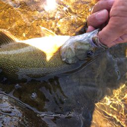 スモールマウスバス