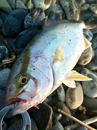 ショゴの釣果