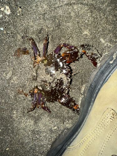 ワタリガニの釣果