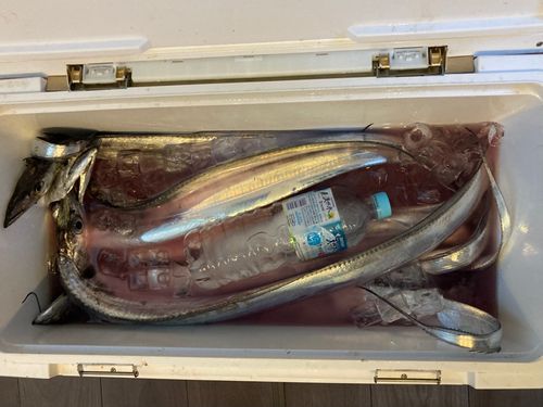 タチウオの釣果