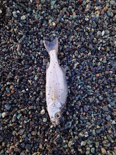セイゴ（ヒラスズキ）の釣果