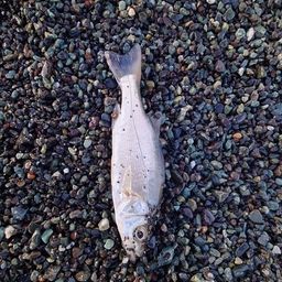 セイゴ（ヒラスズキ）