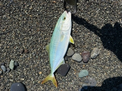 ワカシの釣果