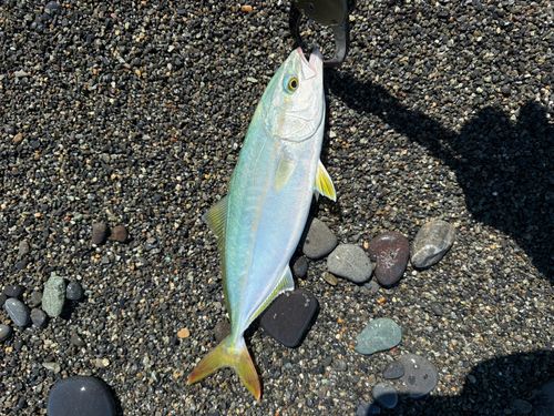 ワカシの釣果