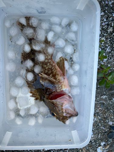 ガシラの釣果