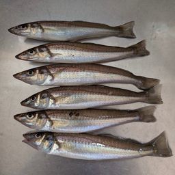 シロギス