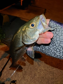 スズキの釣果