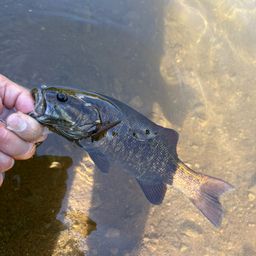 スモールマウスバス