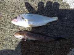 イシモチの釣果