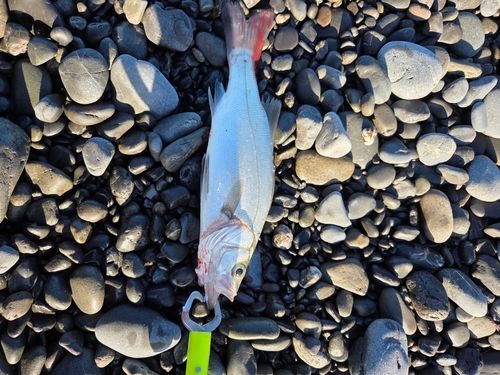 セイゴ（ヒラスズキ）