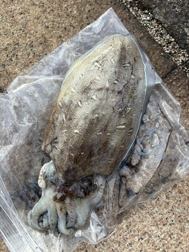 モンゴウイカの釣果