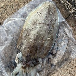 モンゴウイカ