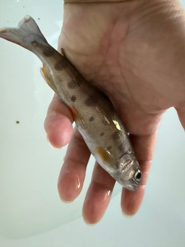ヤマメの釣果