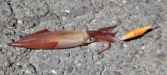 ヤリイカの釣果