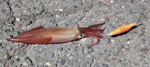ヤリイカの釣果