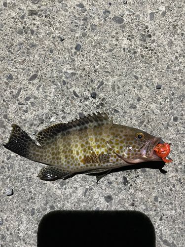 オオモンハタの釣果