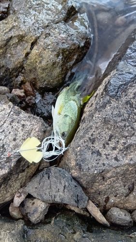 ブラックバスの釣果