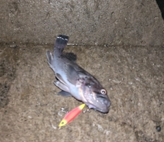 ソイの釣果
