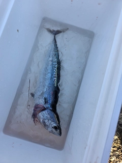 ヒラソウダの釣果