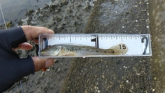 ハゼの釣果
