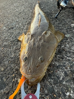 マゴチの釣果