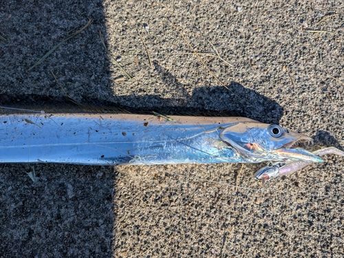 タチウオの釣果