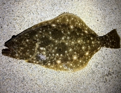 ソゲの釣果