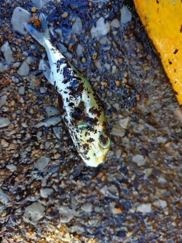 シロサバフグの釣果