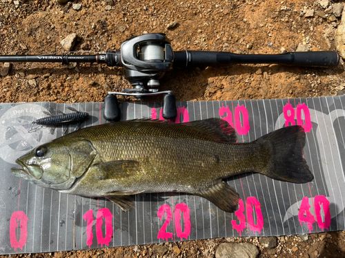 スモールマウスバスの釣果
