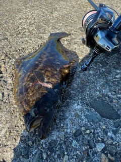ヒラメの釣果