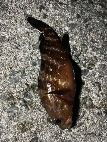 アコウの釣果