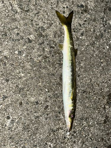 カマスの釣果