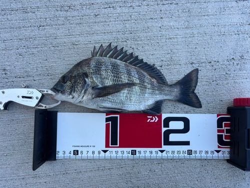 チヌの釣果
