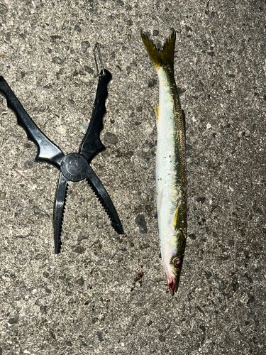 カマスの釣果