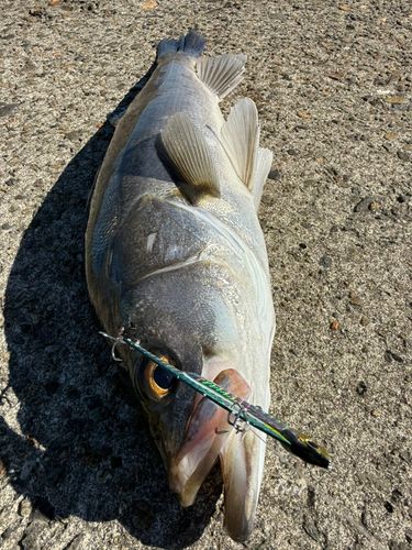スズキ釣り 九頭竜川河口で釣れたスズキの釣り・釣果情報 - アングラーズ
