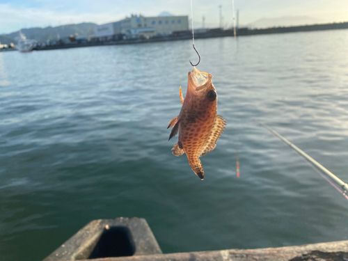 オオモンハタの釣果