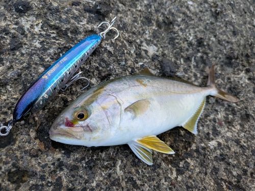 ネリゴの釣果