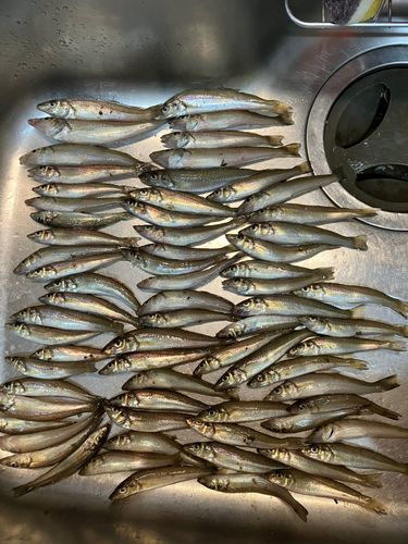 キスの釣果