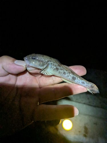 ハゼの釣果